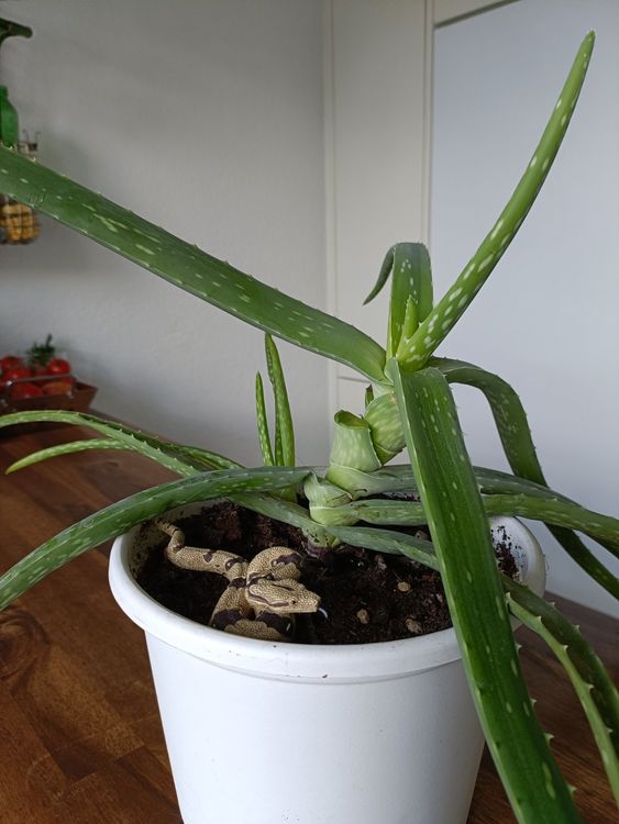 Aloe Vera Pflanze Kaufen auf Ricardo