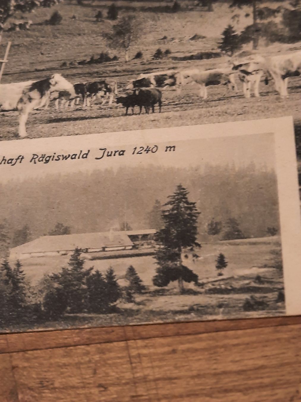 Cartoline postali: antike, rare Karte "Rägiswald" – Usato da Busswil BE venduto da balu37 2