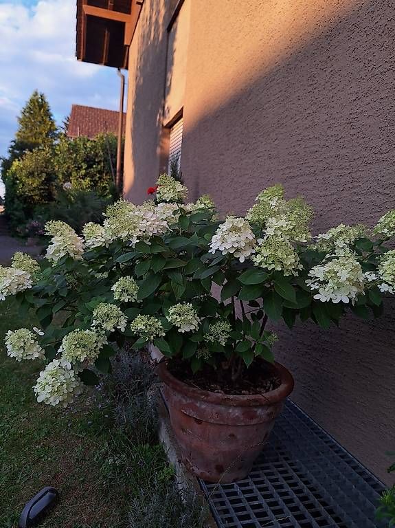 Plantes & graines: Hortensie – D'occasion à Madiswil par Oleander2 1