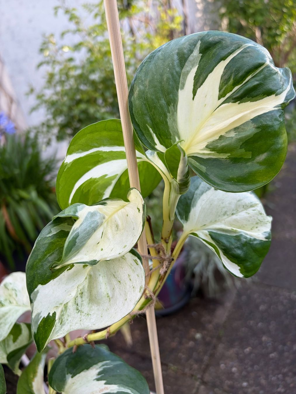 Piante & sementi: Efeutute Epipremnum Manjula - Happy Leaf, gr. Pflanze – Nuovo (secondo la descrizione) da Winterthur venduto da Aniger 3