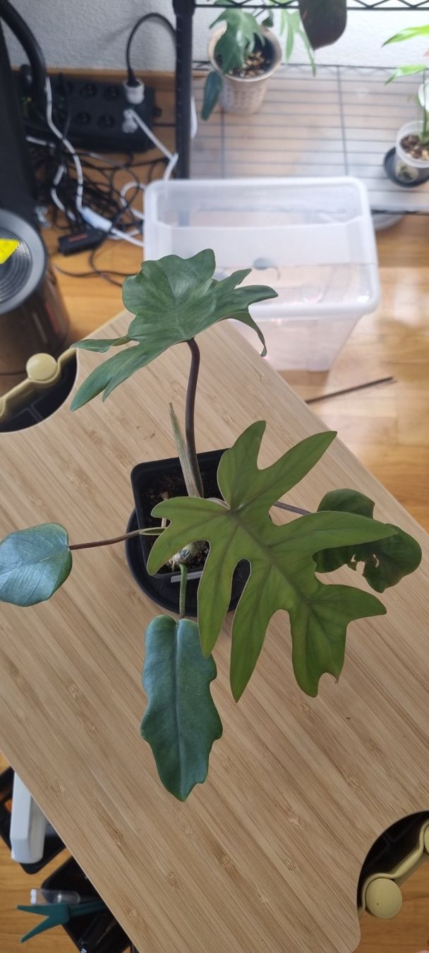 Pflanzen & Samen: 🌿 Philodendron Elegans - Größe S – Neu und originalverpackt aus Wallenwil von LadyLeaf_Ellis1 2