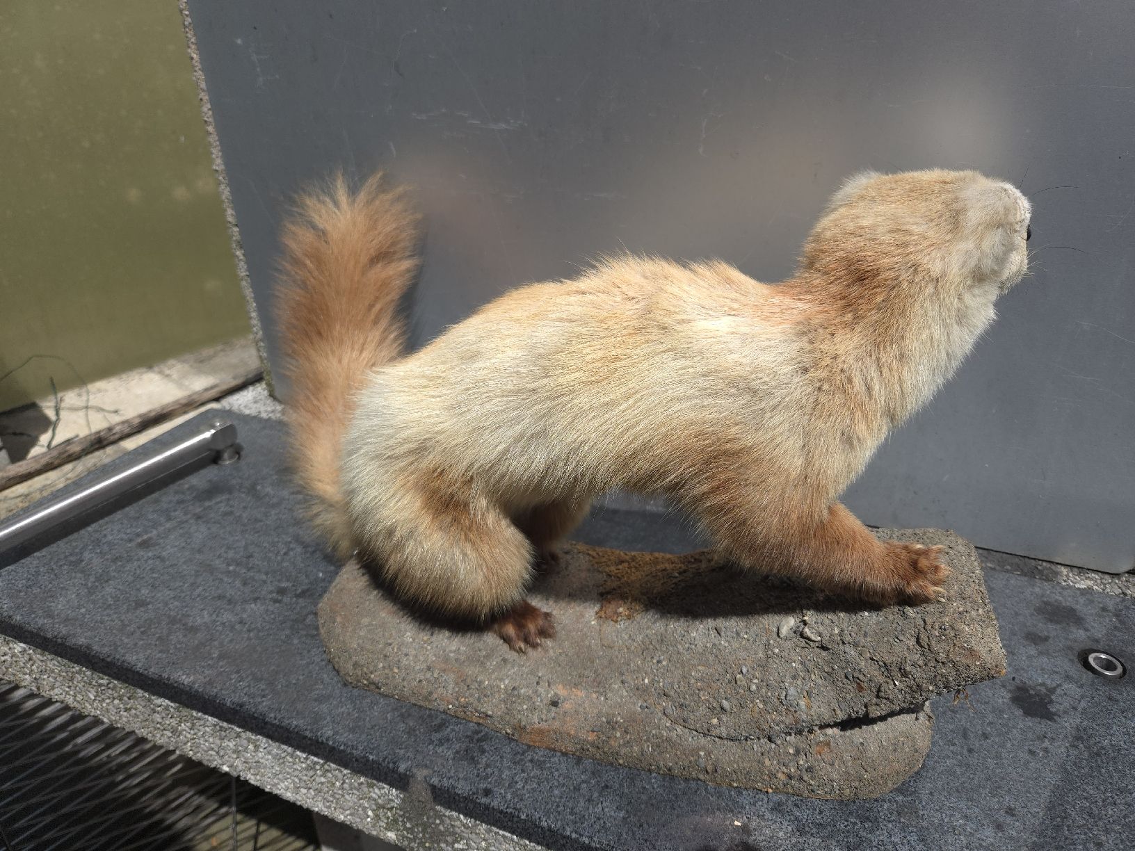 Il mondo degli animali: Tierpräparat Marder oder Wiesel – Usato da Oberglatt ZH venduto da albarpitsch 1