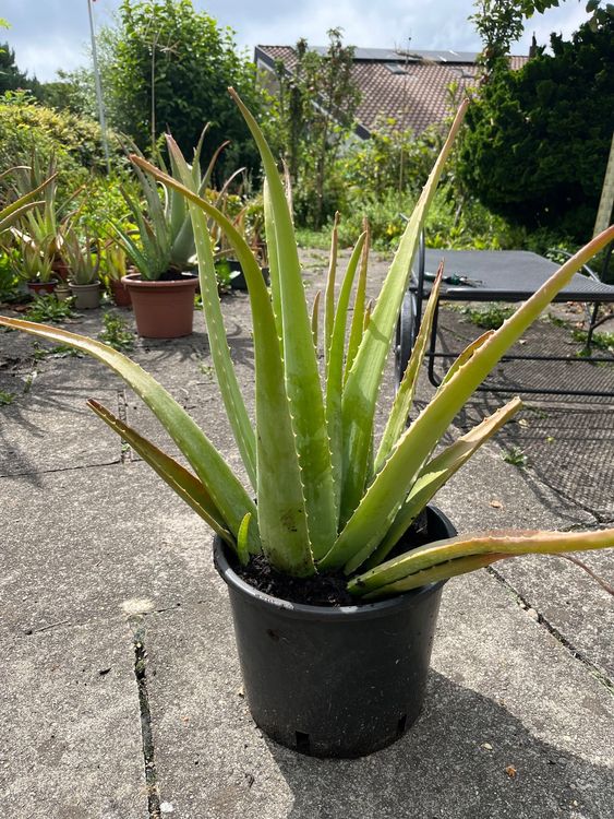 Aloe Vera Pflanze Kaufen auf Ricardo