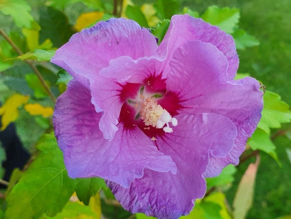 Hibiskus lila ältere Pflanze Kaufen auf Ricardo