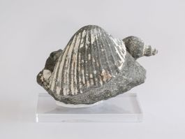 Schnecke - Muschel - Fossil - St. Gallen - Schweiz