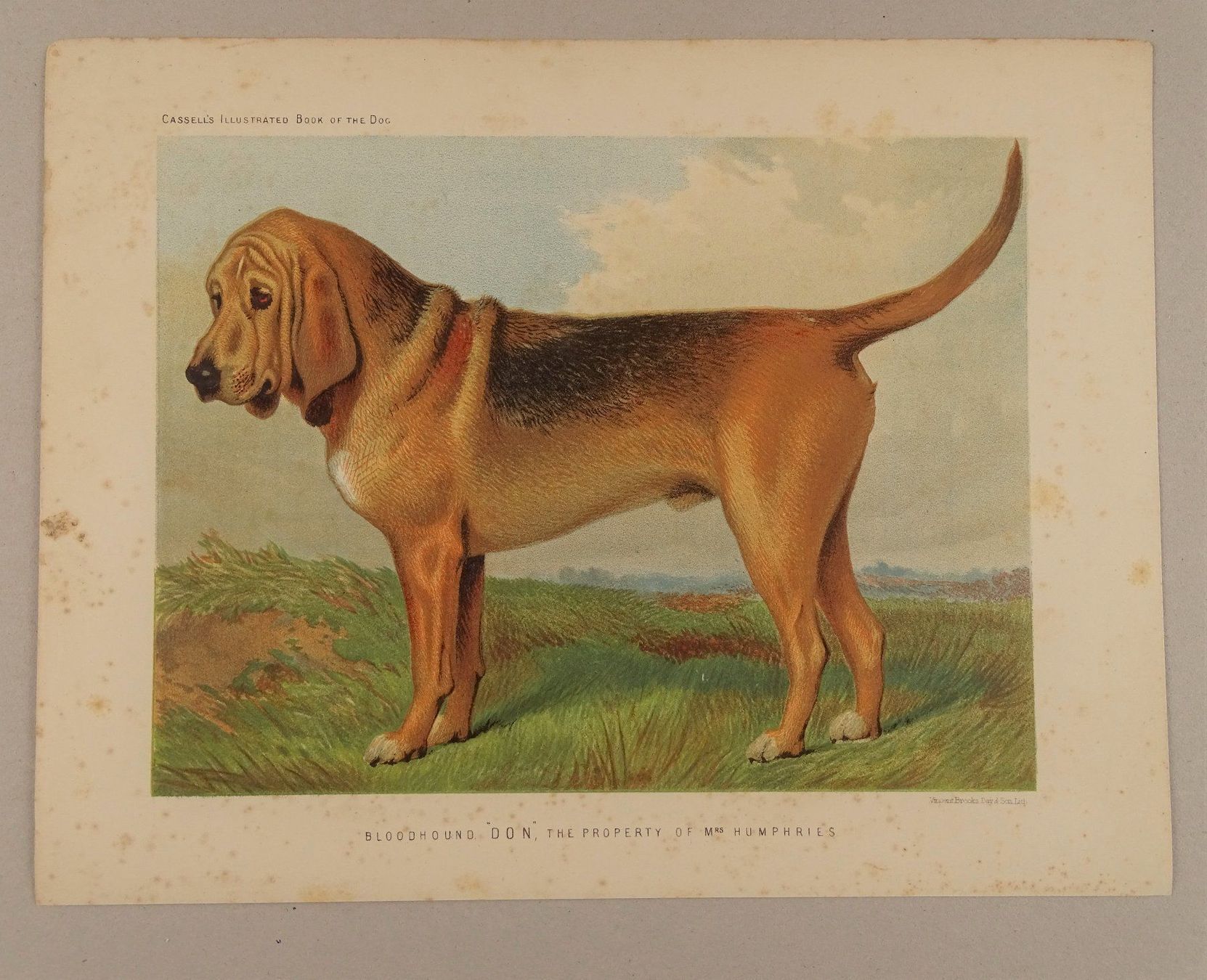 Incisioni: BLOODHOUND, BLUTHUND, FARBLITHOGRAPHIE 1881 – Usato da Grüningen venduto da Kartensammler 1