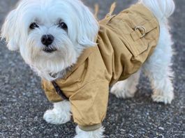 Efinny Hundejacke Beige - Rückenlänge ca. 28 cm