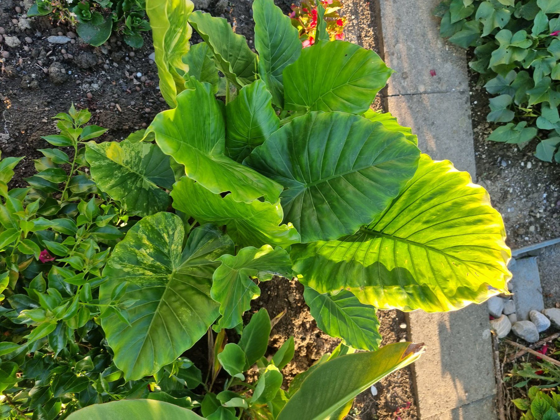 Pflanzen & Samen: Alocasia aurea variegata – Gebraucht aus Uznach von Startrek 1