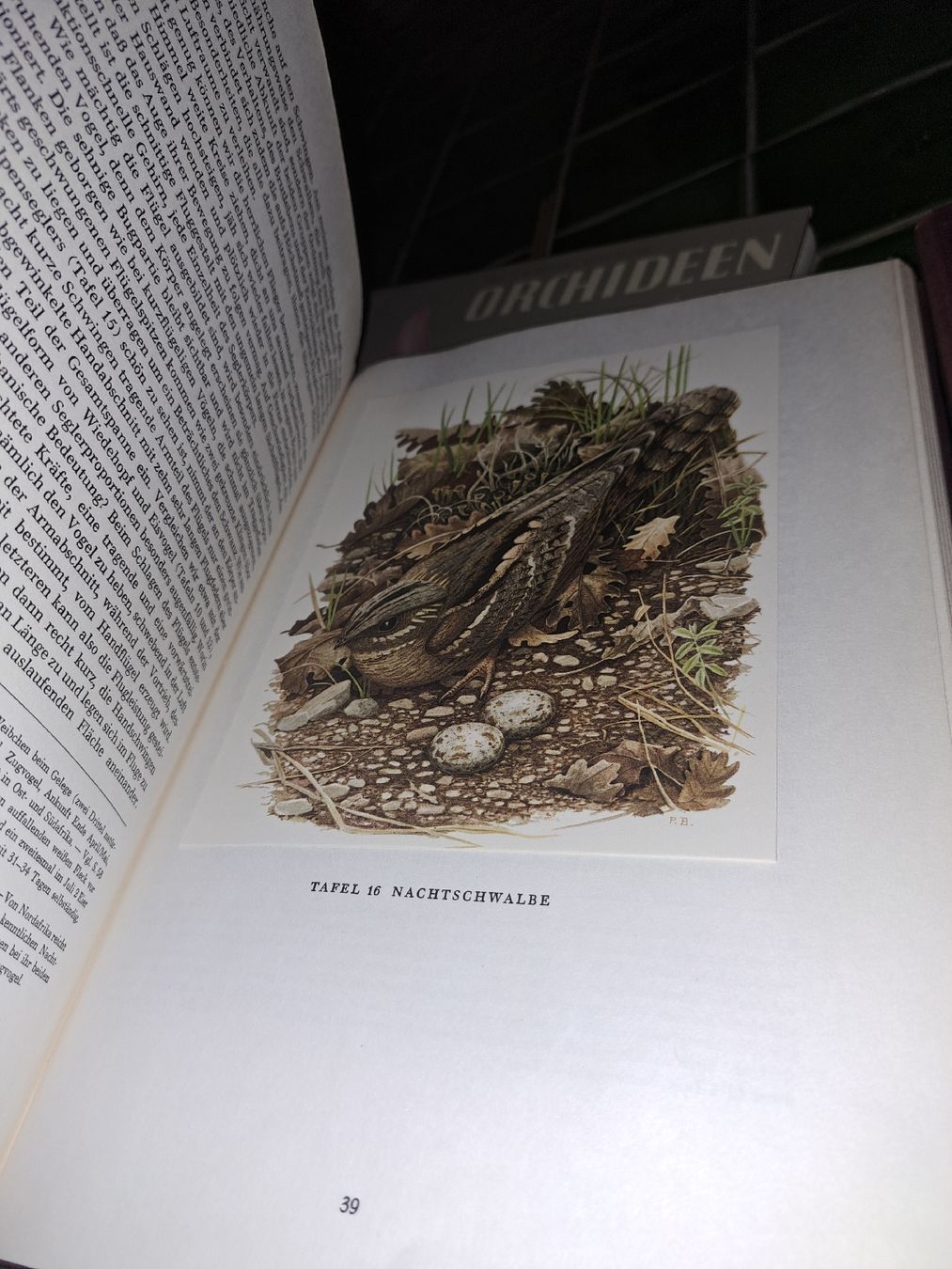 Libri: DIE BRUTVÖGEL EUROPAS –  3 Bücher  – Usato da Kölliken venduto da Upcycling-by-Mc-TAM 3