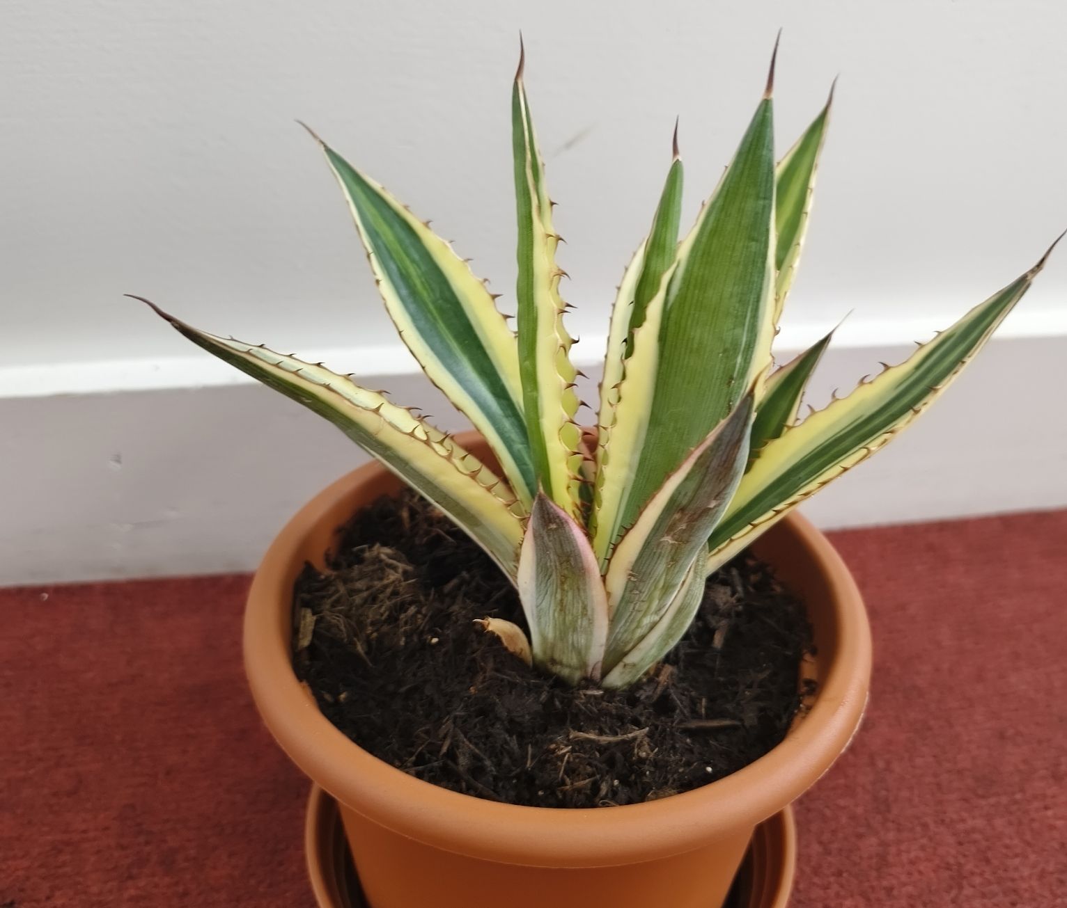 Piante & sementi: Junge Agave in Topf, 14cm Durchmesser – Usato da Konolfingen venduto da S1000RR-Karin 4