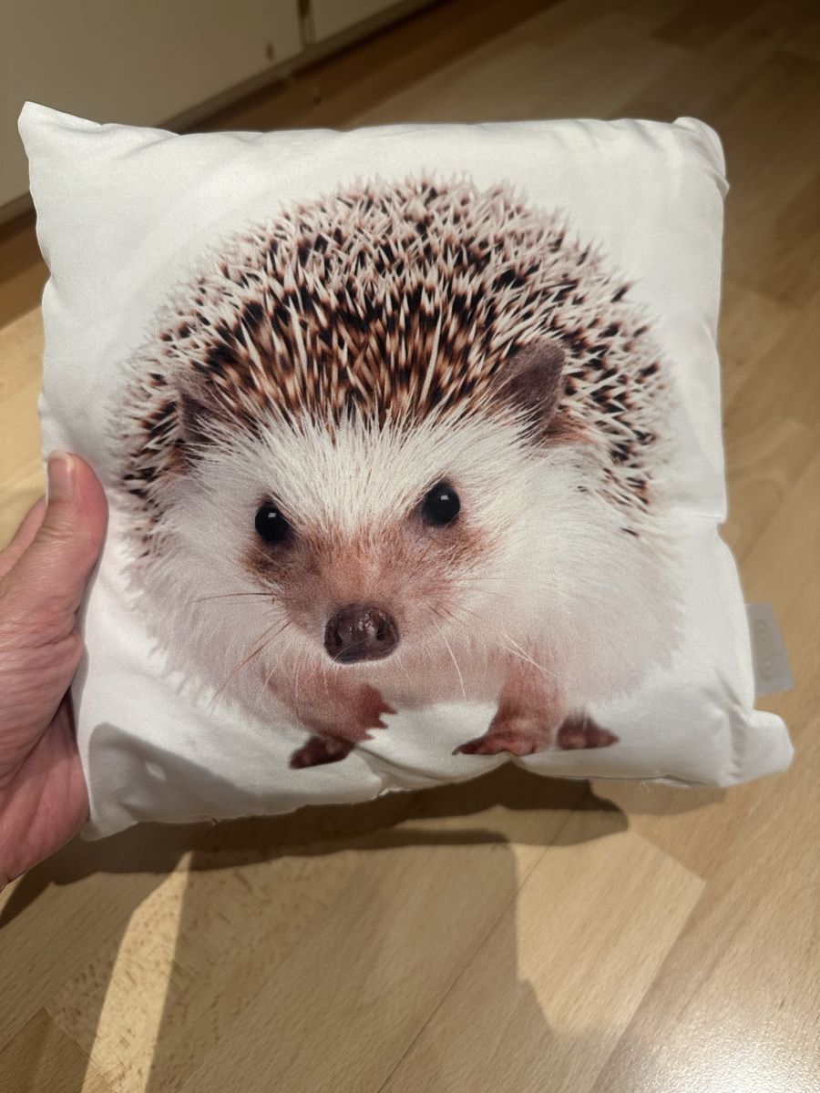 Cuscini: Süsses Igel Kissen – Usato da Uetendorf venduto da Gar_9pvy 1