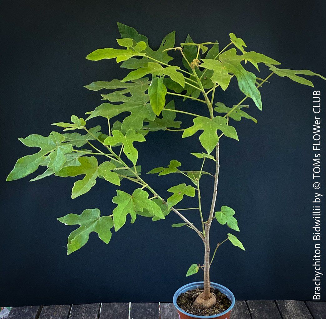 Plantes & graines: Brachychiton Bidwillii - australischer Flaschenbaum – Neuf avec emballage d'origine à Adliswil par astom369 3