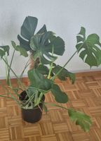 Grosse Monstera Pflanze für Ihr Zuhause – Dekorativ & Frisch