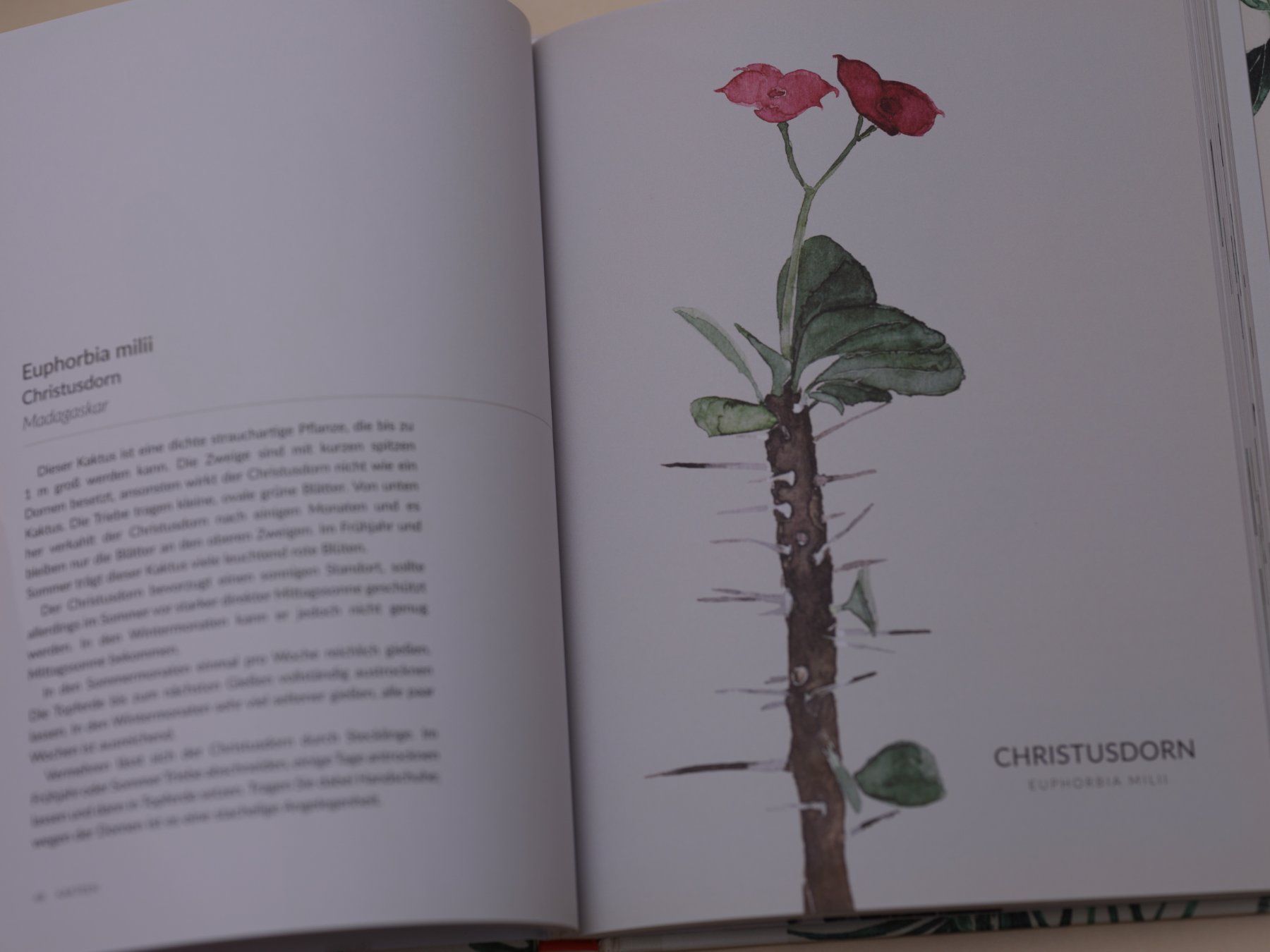 Bücher: Urbane Botanik – Gebraucht aus Zürich von 000rk 1