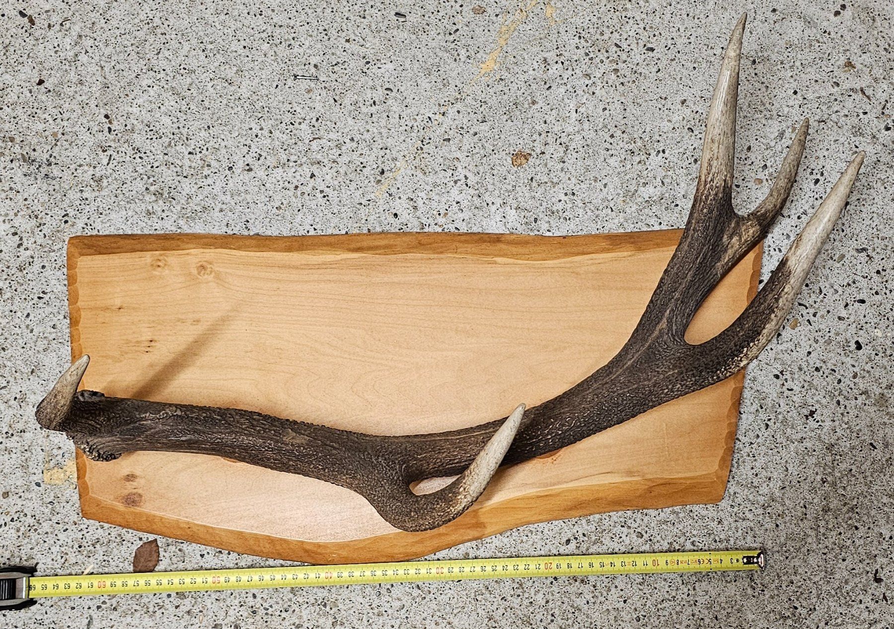 Sonstiges zum Sammeln & Seltenes: Hirsch, Geweih, Trophäe, Garderobe – Gebraucht aus Aarwangen von  3
