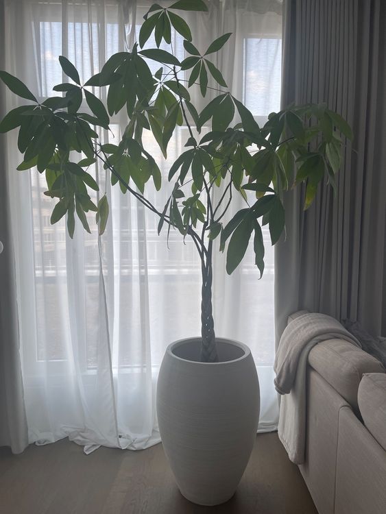 Glückskastanie Pachira Aquatica Pflanze OHNE Topf Kaufen auf Ricardo