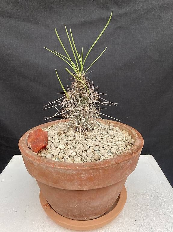 Piante & sementi: Caudex Didierea madagascariensis – Usato da Liestal venduto da PrebenZwei