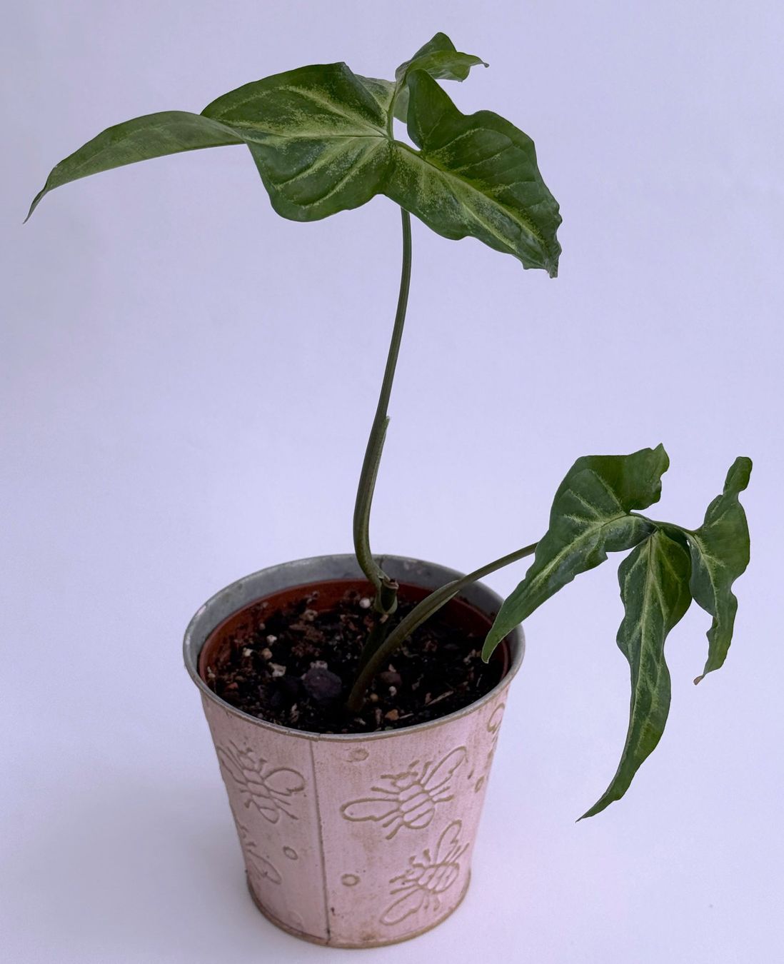Piante & sementi: Syngonium angustatum***** – Nuovo (secondo la descrizione) da Dübendorf venduto da Orchid18 1