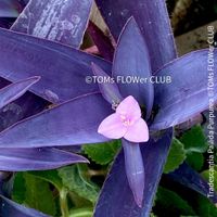 TRADESCANTIA PALLIDA PURPUREA - Sonne liebend