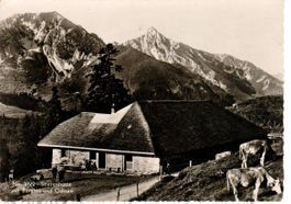 Stierenhütte mit Bürglen und Ochsen 1946