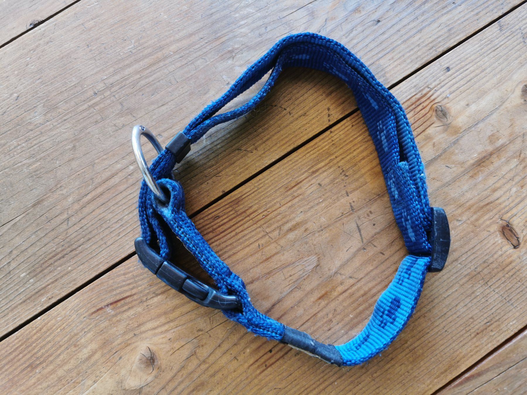 Guinzagli & Collari: Hundehalsband – Usato da Wettingen venduto da Nini54 1