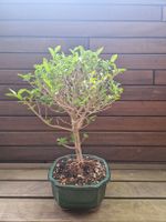 Bonsai Liguster