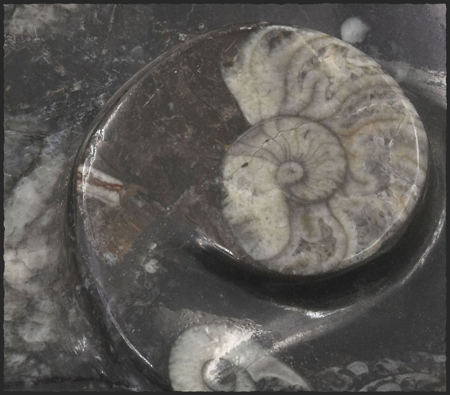 Fossili: Orthocera Fossil Schlüsselschale oder Schmuckschale – Nuovo e nell'imballaggio originale da Oberglatt ZH venduto da Goldfee1 2