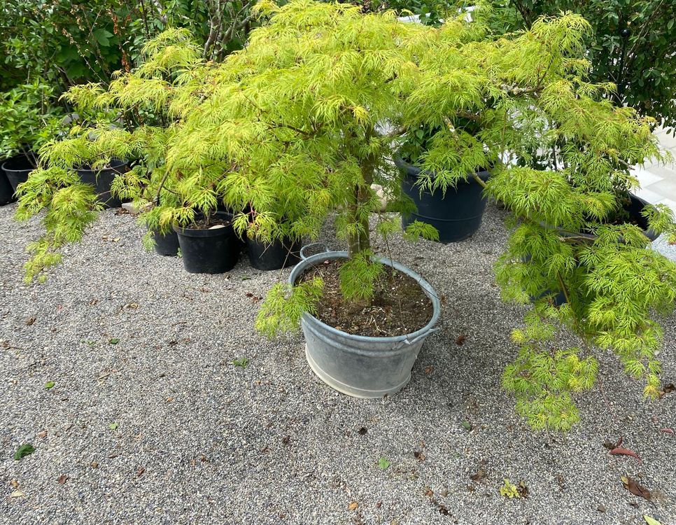 Bonsai Acer Palmatum 10 Samen Japanischer Roter Ahorn  Fr Bonsai, Garten  Oder Als Seltene Pflanze Bonsai Baum Samen