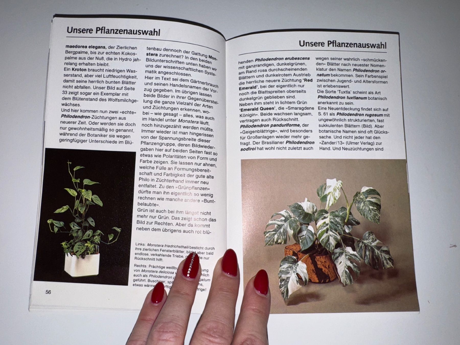 Bücher: Buch: 1x1 der Hydrokultur, Schubert/Blaichert – Gebraucht aus Grosswangen von Second_hand_paradise 3