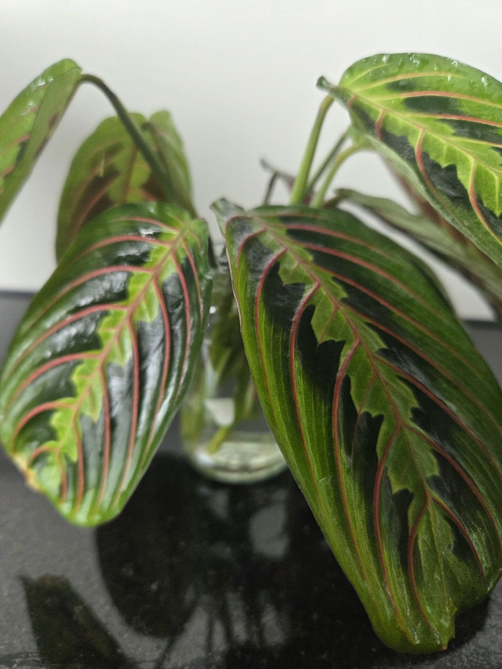 Piante & sementi: Maranta, Stecklinge – Nuovo e nell'imballaggio originale da Frauenfeld venduto da Schenken-mit-Herz 3