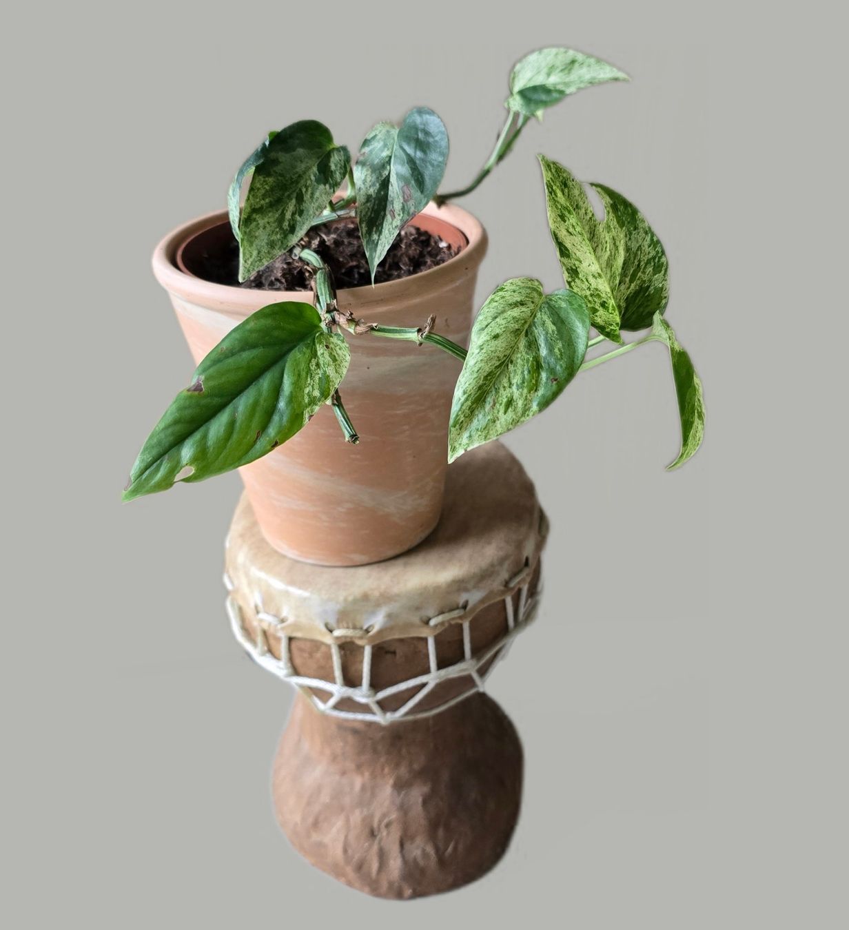 Piante & sementi: Epipremnum 'Marble' Variegata Inkl. Übertopf – Usato da Aarburg venduto da Glitzerzauber 3