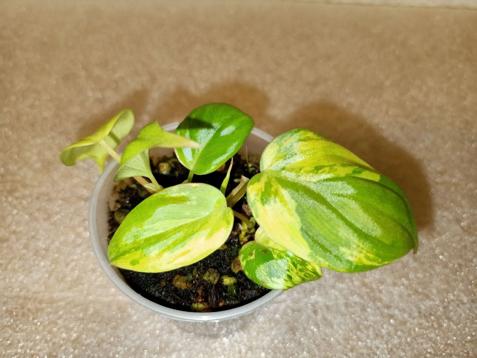 Pflanzen & Samen: Philodendron Micans Variegata – Neu (gemäss Beschreibung) aus schöftland von UniquePlants
