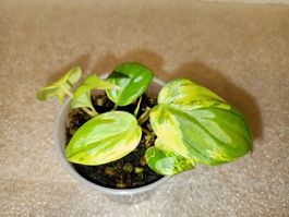 Philodendron Micans Variegata