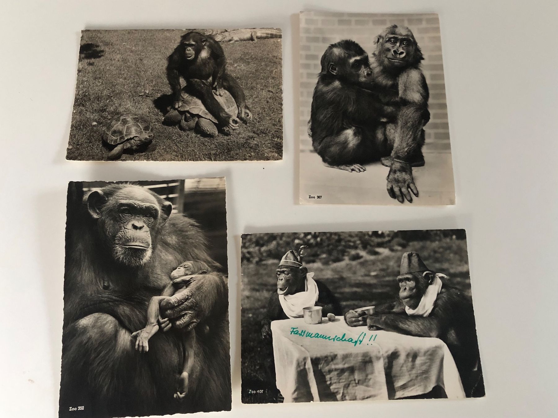 Ansichtskarten: 10 versch. Ansichtskarten ZOO ZÜRICH – Neu (gemäss Beschreibung) aus Lufingen von Rac0 2