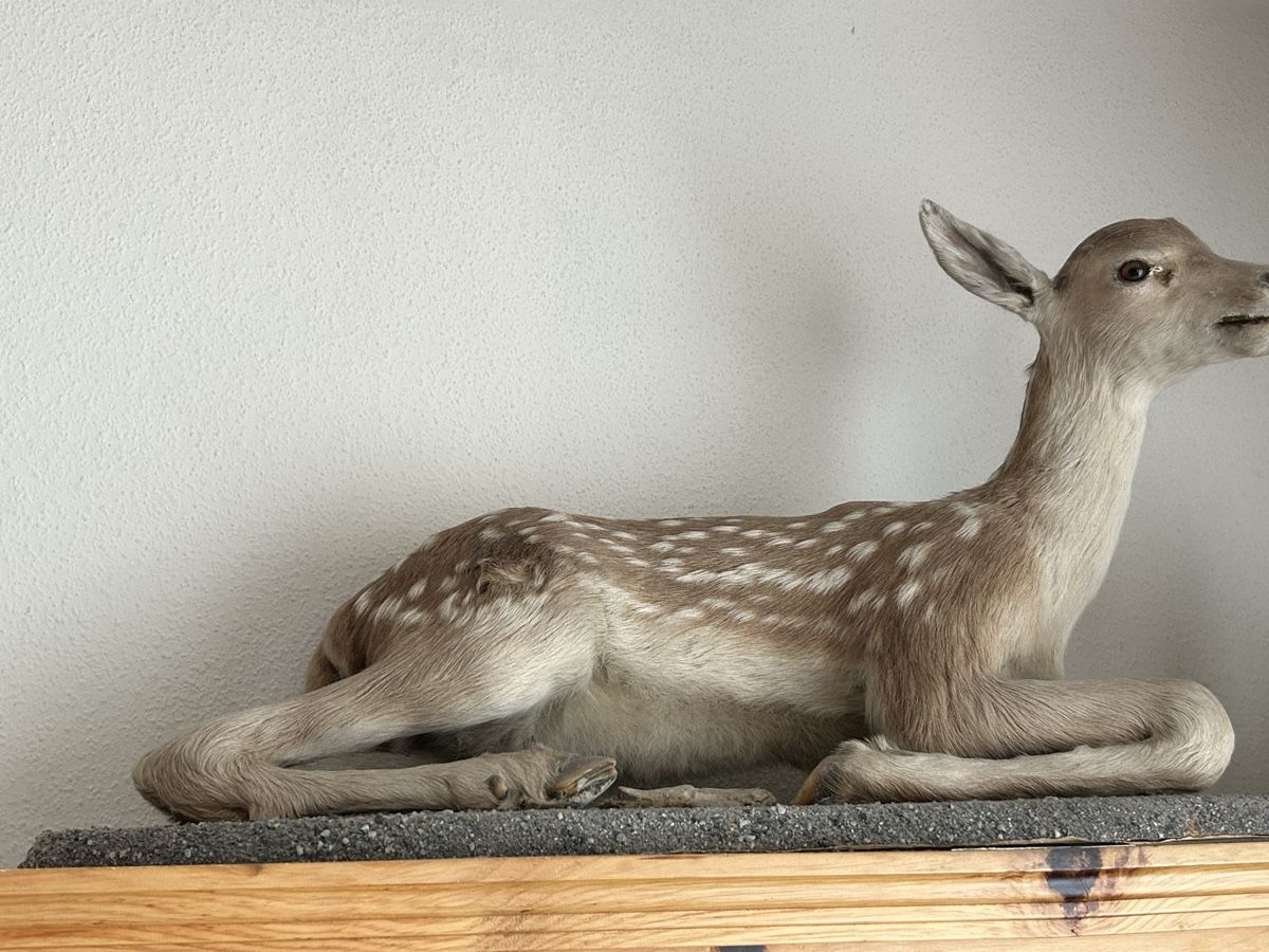 Il mondo degli animali: Trophäe Hirschkalb ausgestopft – Usato da Davos Platz venduto da cilgia08