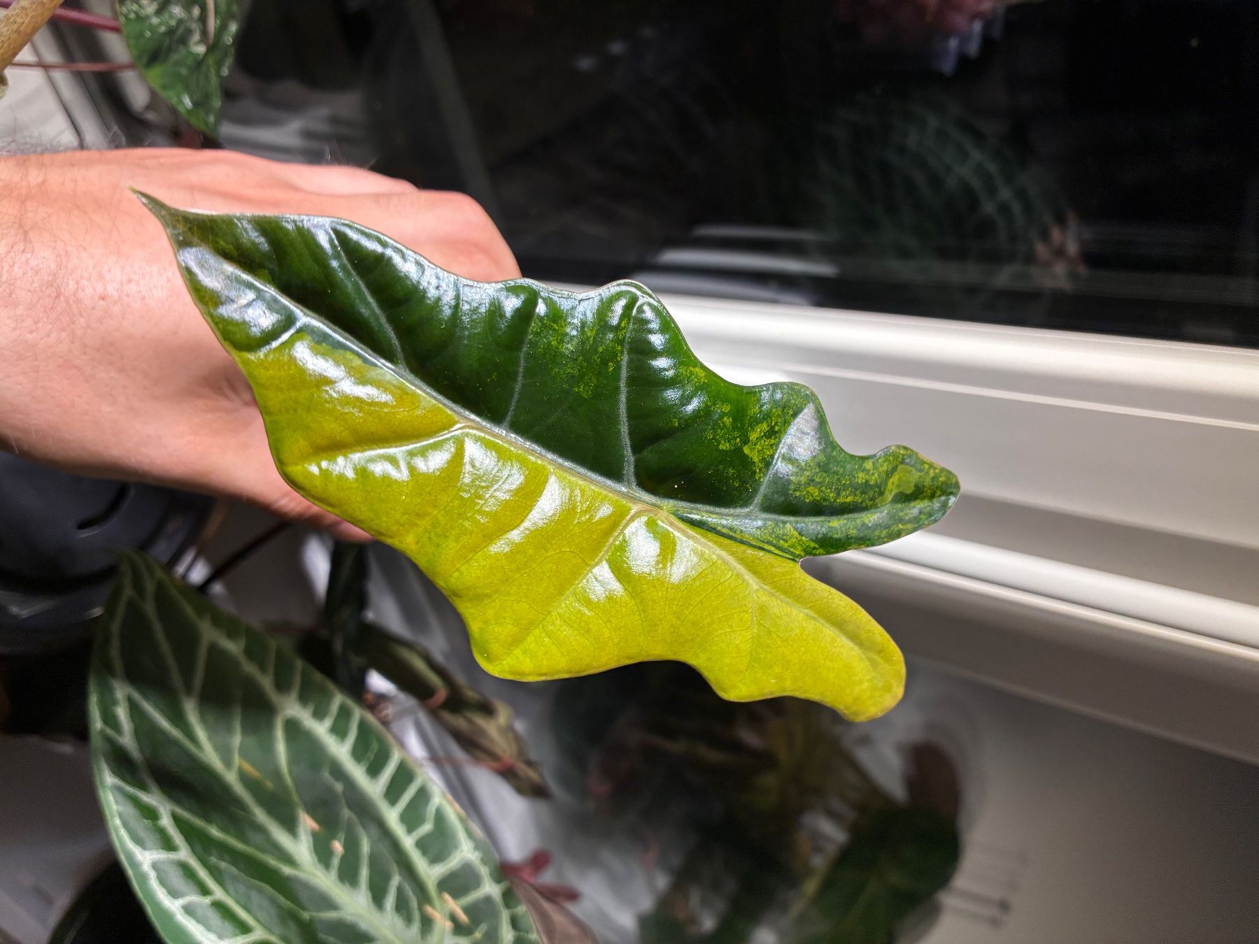 Plantes & graines: Alocasia Pseudo Sanderiana Aurea – D'occasion à Alchenflüh par Timmmsen 4