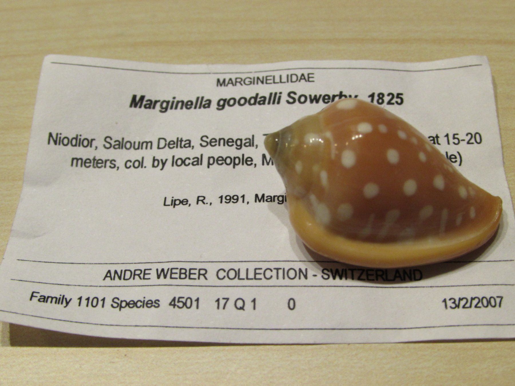 Fossili: Meerestiere, alte Muschel Sammlung, 13 stck – Usato da Walchwil venduto da Shells1 5