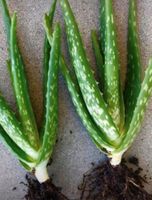 2 STK X 20 CM BABIES VON ALOE VERA CHIN
