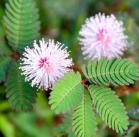 Mimose (Mimosa pudica) / 5 Samen