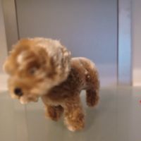 knuddeliges Hündchen von Steiff  Rauhaardackel um 1970