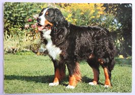 Berner Sennenhund "Dürrbächler"