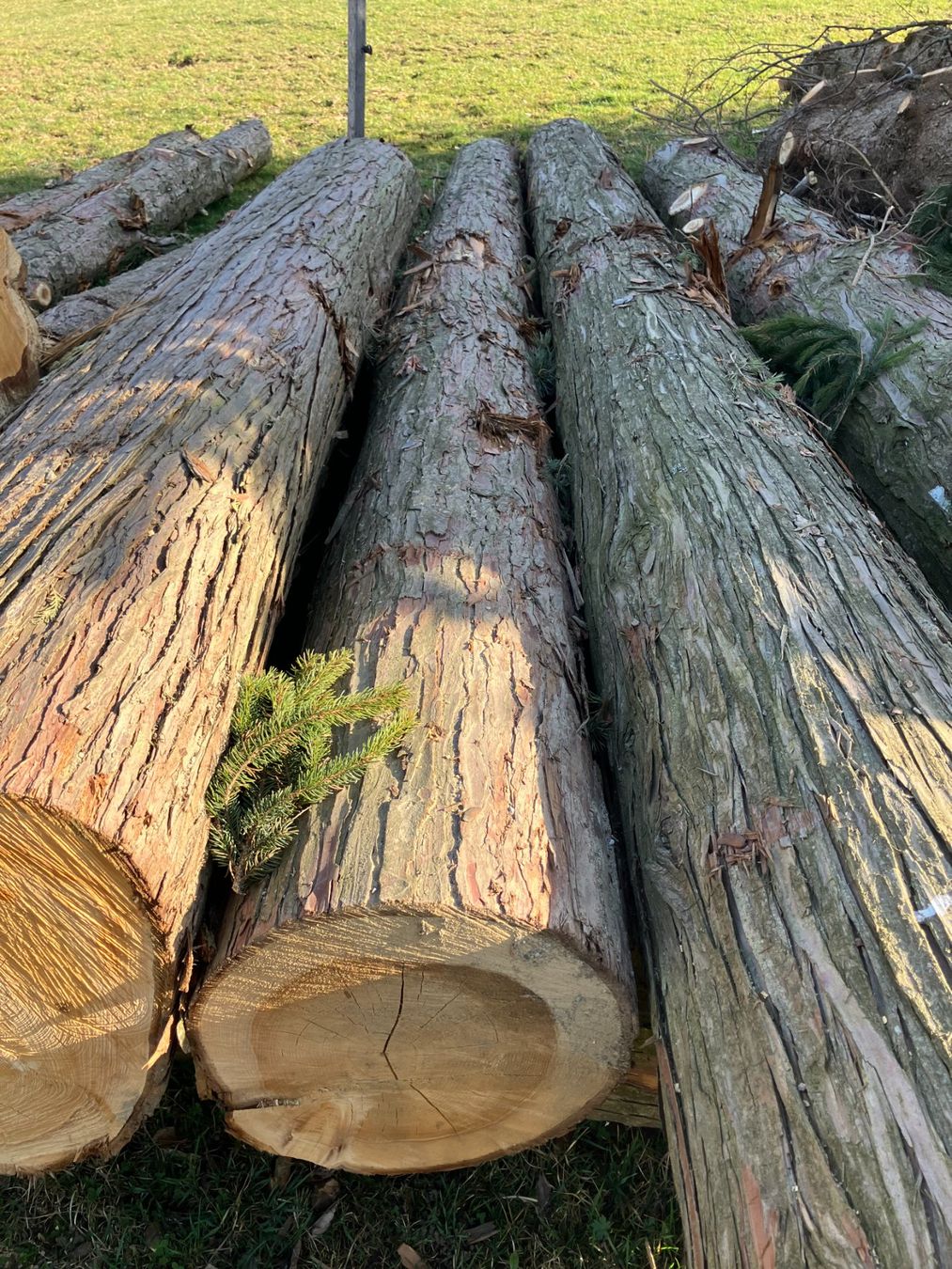 Articles en bois: Tuja - Holzstämme – D'occasion à Allenwinden par Bierschlucker 1