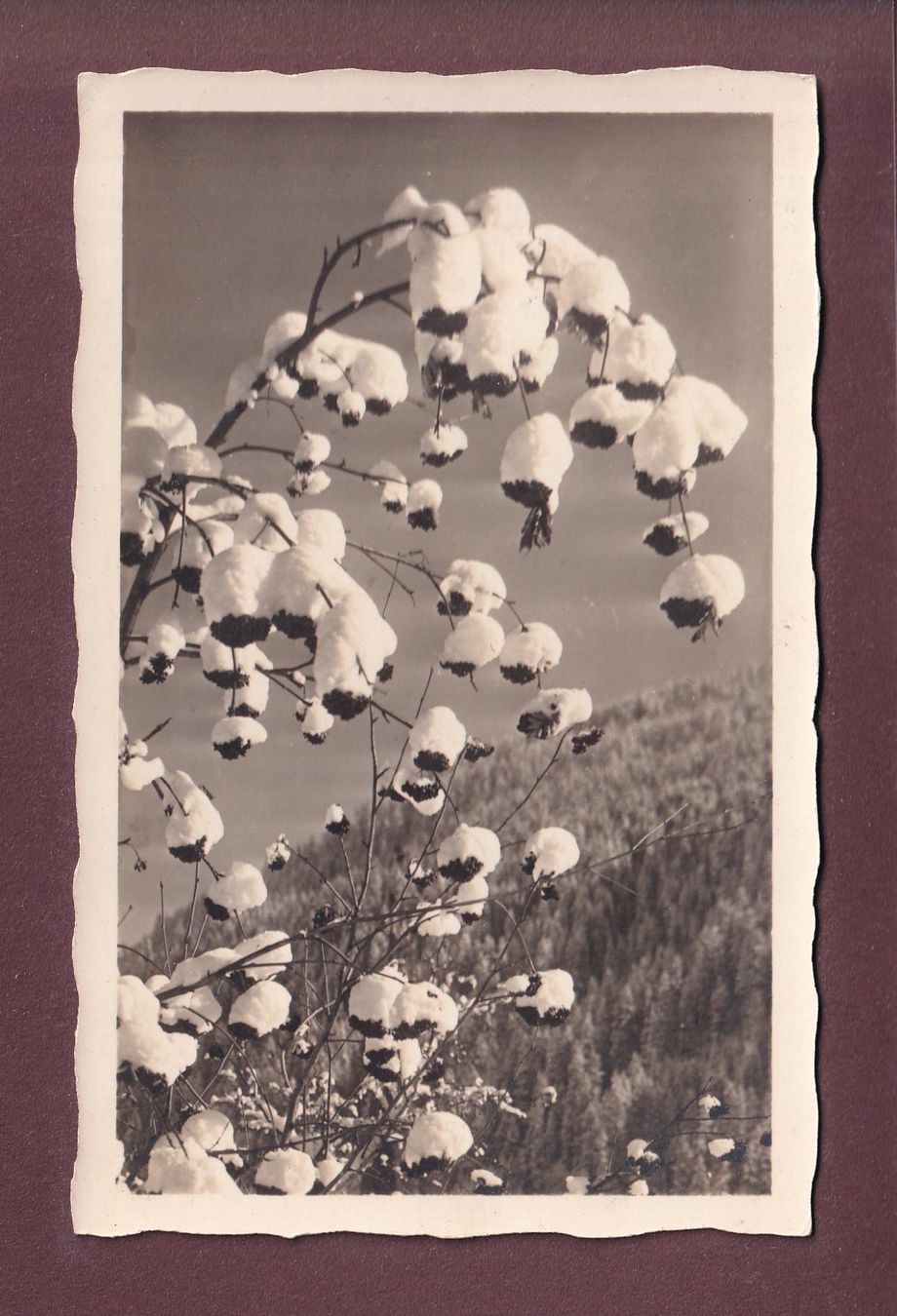 Ansichtskarten: DAVOS - Schneeglocken - 1932 – Gebraucht aus Pully von nicecards