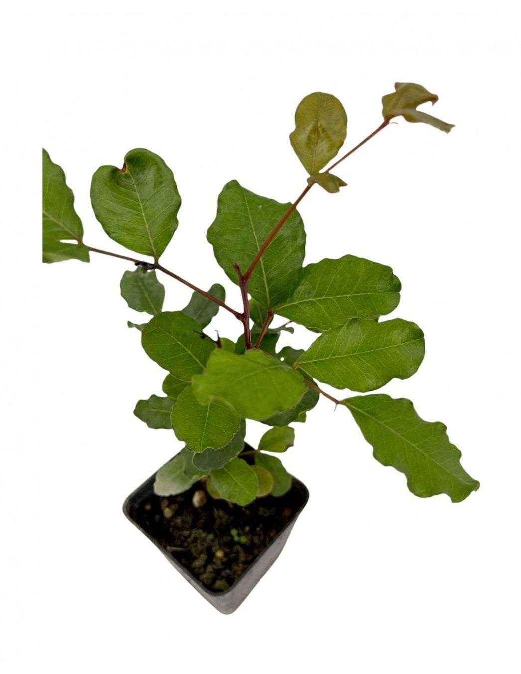 Piante & sementi: CAROUBIER  plant 10-15cm – Nuovo (secondo la descrizione) da Bremblens venduto da FIBONACCI369 3