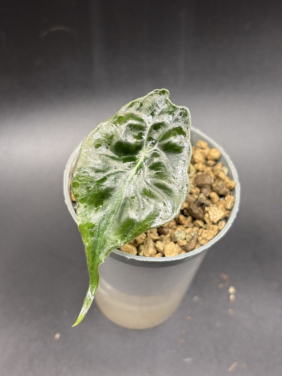 Piante & sementi: Alocasia Venom (2-5) – Nuovo e nell'imballaggio originale da Basel venduto da Pink_White