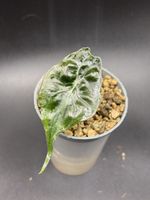 Alocasia Venom (2-5)