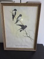 Vogelbild