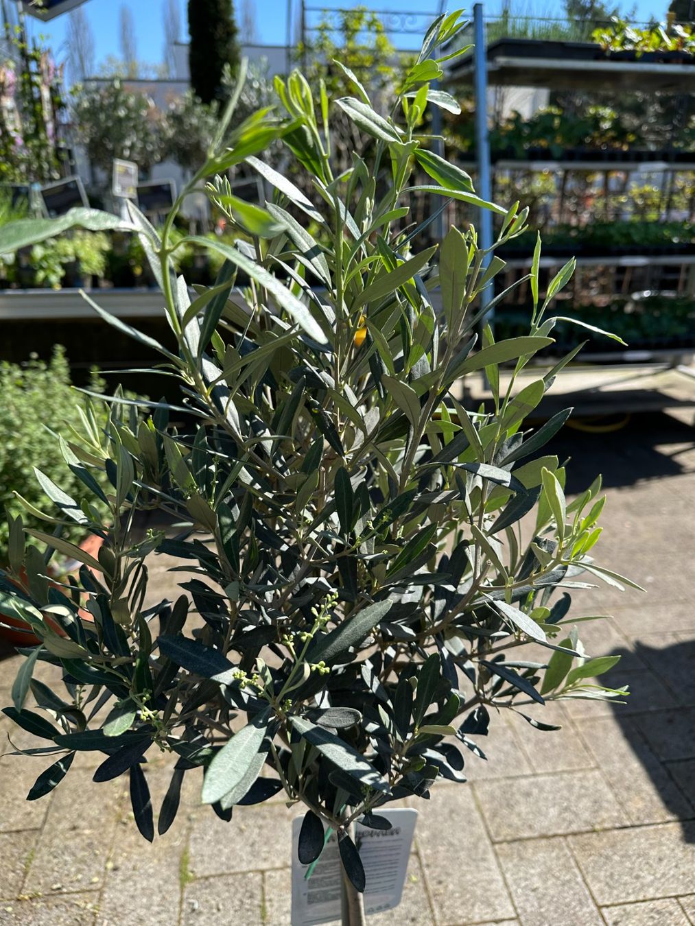 Piante & sementi: Olivenbaum Stämmchen Höhe 80cm – Nuovo (secondo la descrizione) da Willisau venduto da wil_p76c 1