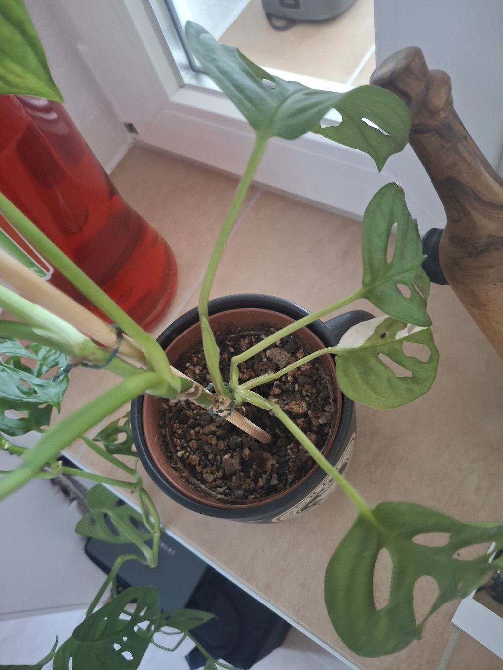 Piante & sementi: Monstera Monkey Leaf – Usato da Brunegg venduto da Maege_8311 2