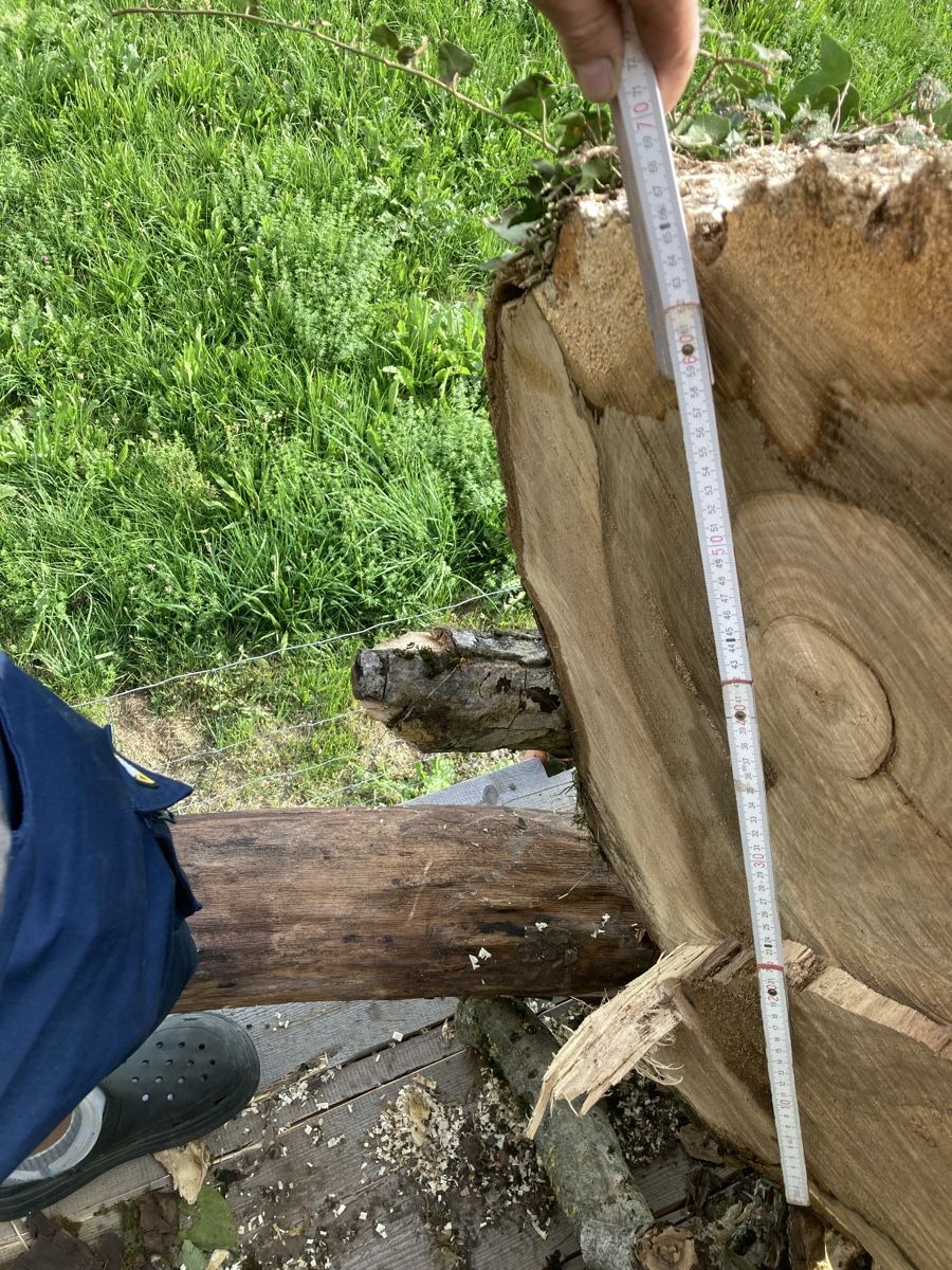 Articoli in legno: Nussbaum/Wallnussbaum Stamm – Usato da Wetzikon ZH venduto da Rescanv6 3